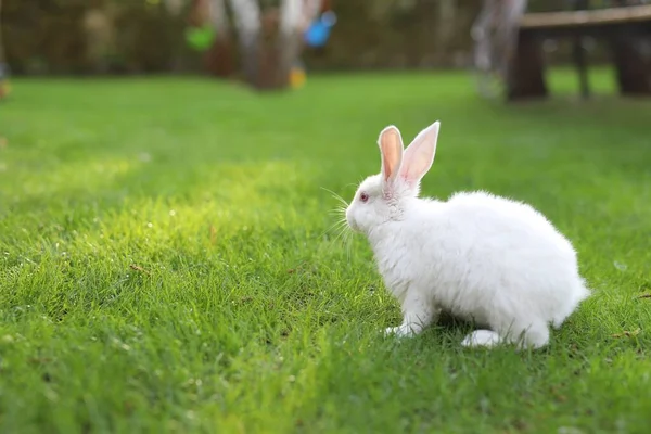 Милий чарівний білий пухнастий кролик сидить на зеленій газонній галявині на задньому дворі. Невеликий солодкий кролик, що гуляє на лузі в зеленому саду в яскравий сонячний день. Великодня природа і тварини боке фон — стокове фото