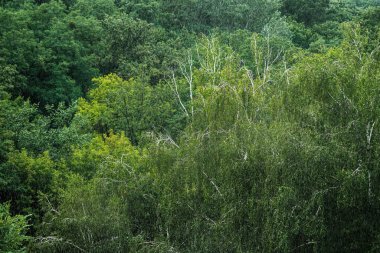 Yeşil tropikal orman ağaçlarının üzerine sağanak yağmur yağıyor. Sağanak yağmur sonbahar havası
