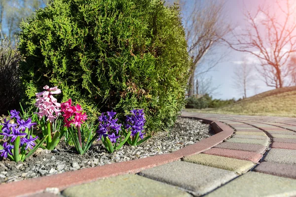 Hermoso macizo de flores con flores de jacinto púrpura y rosa en flor y enebro verde arbusto de coníferas contra el cielo azul en el fondo y camino pavimentado en el jardín al aire libre. Primavera naturaleza florecer — Foto de Stock