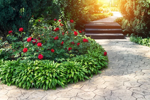 Hermoso Parterre Con Rosas Rojas Florecientes Arbustos Flores Hosta Enebro — Foto de Stock