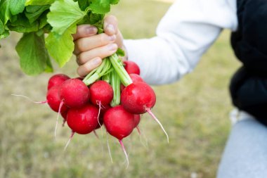 Kapalı, dişi çiftçi eli taze, taze organik, büyük, kırmızı turp sürüsü baharda ya da güneşli yaz gününde bahçe yatağından toplandı. Sağlıklı sebze beslenme diyeti