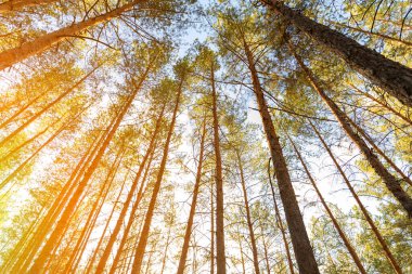 Gündoğumu sabah kozalaklı her zaman yeşil olan Nz ormanı sıcak doğal manzara. Tepeden tırnağa güzel bir sedir ağacı orman tepe örtüsü ve parlak renkli bir güneş parlıyor. Mavi açık gökyüzü arkaplanı
