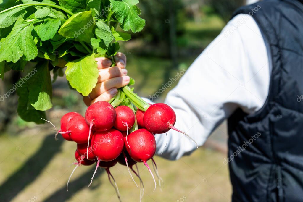 Closeup female local farmer hand holding fresh ripe tasty organic bio big red radish bunch just picked from garden bed on bright spring or summer sunny day. Healthy vegetable vegan nutrition diet