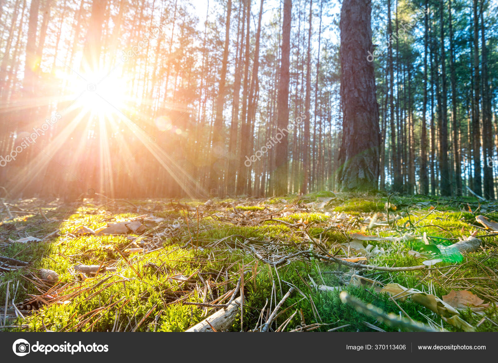 Schone Landschaftlich Reizvolle Nadelwalder Bodenblick Am Fruhen Morgen Sonnenaufgang Mit Aufgehender Sonne Glanzen Und Kiefern Moos Und Spreiznadeln Auf Dem Hintergrund Naturliche Grune Parklandschaft Stockfotografie Lizenzfreie Fotos C Gorlovkv