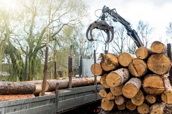 大きな木材松、トウヒ、クレーングラブローダートラクターマシンで杉のログで重い産業用トラックトレーラーをロードします。製材所で針葉樹の木材輸送を杭。森林破壊と自然搾取 — ストック写真