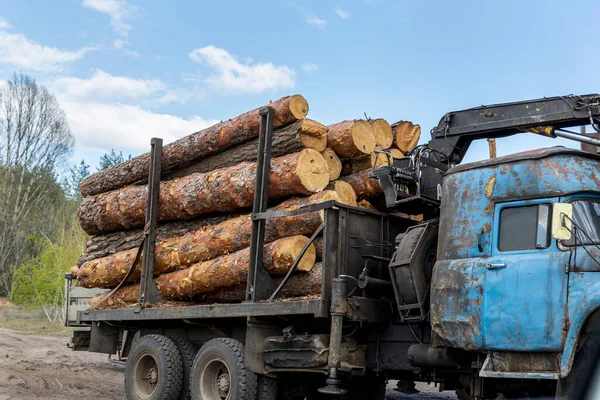 Carga de remolque de camión industrial pesado con grandes troncos de madera de pino, abeto, cedro por la máquina cargadora de grúa tractor. Montón de madera de coníferas envío en aserradero. Deforestación y explotación de la naturaleza —  Fotos de Stock