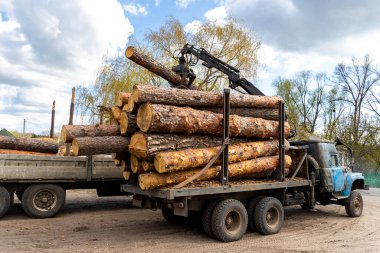 Ağır endüstriyel kamyon römorkunu büyük kereste çamı, ladin, vinç yakalayıcı traktör makinesiyle yüklüyoruz. Kereste fabrikasında kozalaklı kereste nakliyesi. Ormanların yok edilmesi ve doğanın sömürülmesi