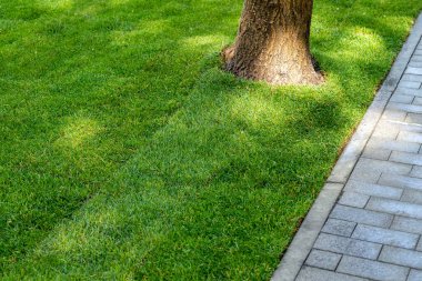Parlak güneşli bir günde, şehir parkında ya da arka bahçede kaldırım boyunca uzanan yeşil çimen halısının düz çizgisi. Yeşil Bahçe Peyzaj Servisi