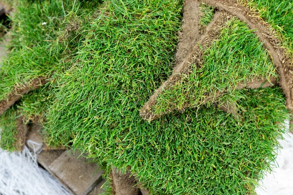 Крупный план детали остатки зеленой свежей катанной газонной травы на деревянном поддоне после того, как лежал в городском парке или на заднем дворе. Зеленый лес на заднем плане. Услуги по озеленению — стоковое фото