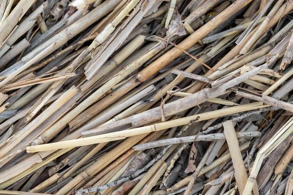 Fondo Textura Lengüeta Envejecida Seca Primer Plano Caña Bambú Otoño — Foto de Stock