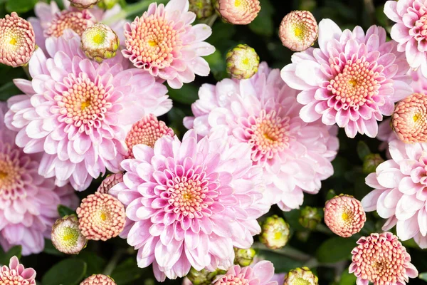 Mooie close-up natuurlijke zachte roze perzik chrysant bloem achtergrond. Voorjaar bloeiende plant pastelkleurige baksteen druppel. Natuur tuin bloeien herfst, zomer of lente decor — Stockfoto