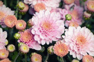 Çok güzel, doğal, yumuşak, şeftali rengi, şeftali rengi, çiçek arkaplanı. Bahar çiçeği açan bitkiler pastel renkli bakckdrop. Sonbahar, yaz ya da bahar dekoru açan doğa bahçesi.