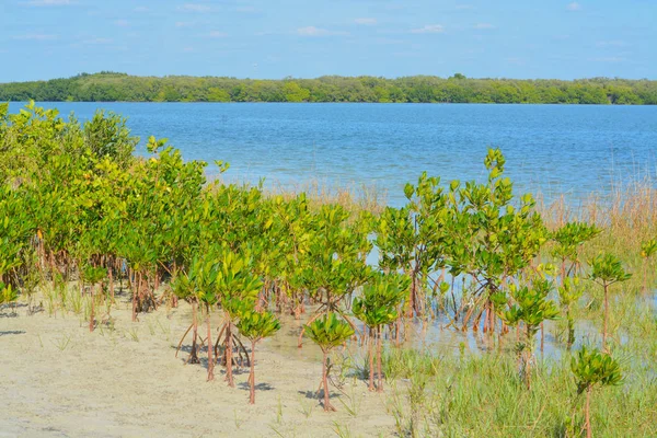 Mangroves on Tampa Bay, Florida