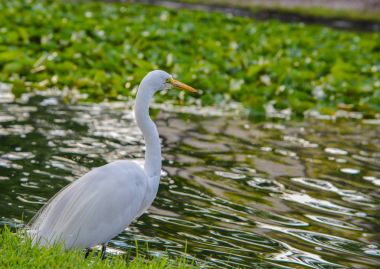 Bir büyük beyaz balıkçıl (ardea herodias occidentalis) parkta Largo Central Park'a Largo, Florida