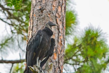 Largo, Florida Mcgough doğa parkında bir ağaçta kara akbaba (coragyps atratus).