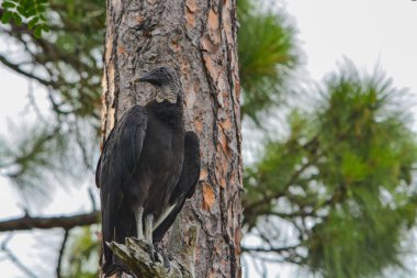 Largo, Florida Mcgough doğa parkında bir ağaçta kara akbaba (coragyps atratus).