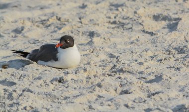 Indian Rocks Beach, Florida üzerinde gülen martı (Leucophaeus Atricilla)