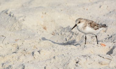 Indian Rocks Beach, Florida üzerinde gülen martı (Leucophaeus Atricilla)