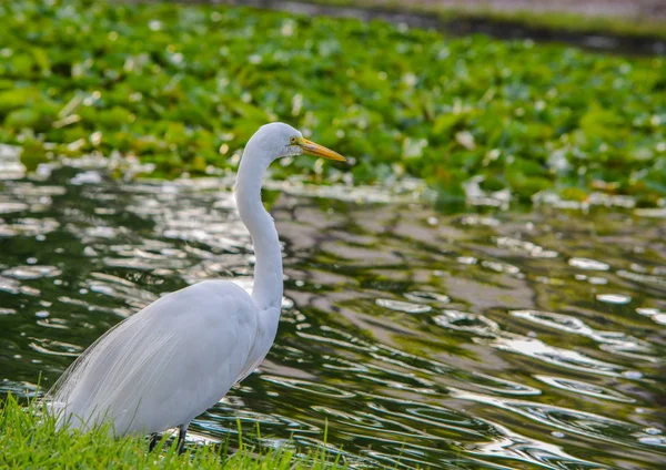 Bir büyük beyaz balıkçıl (ardea herodias occidentalis) parkta Largo Central Park'a Largo, Florida