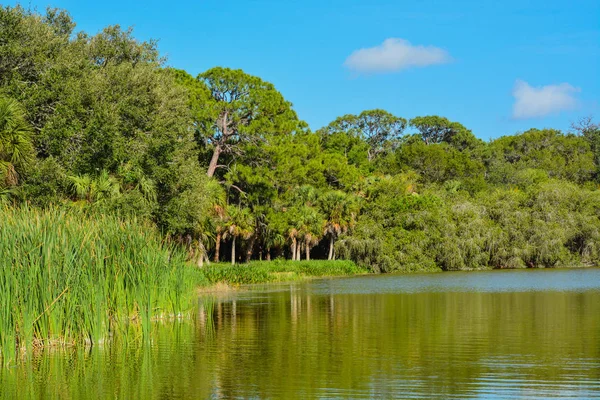 A beautiful view of the shoreline at Lake Seminole Park in Seminole, Florida. — Stock Photo, Image