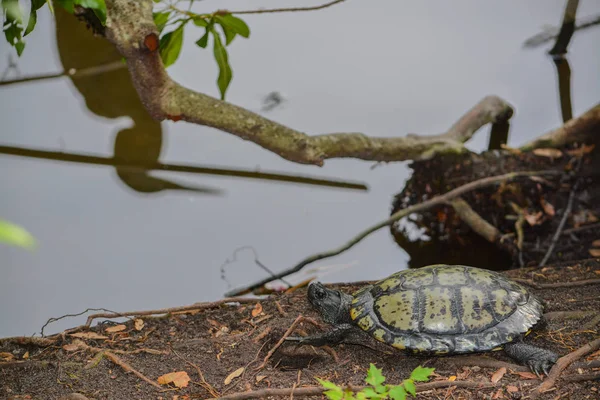 Un deslizador de vientre amarillo (Trachemys scripta scripta) Tortuga en el borde de un estanque en el Parque Natural McGough en Largo, Florida — Foto de Stock