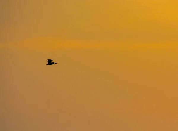 Pelicano castanho (pelecanus occidentalis) voando ao pôr do sol sobre o Golfo do México, Flórida . — Fotografia de Stock