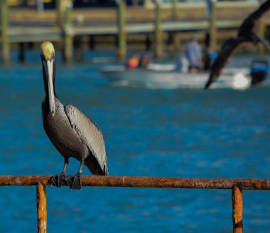 Meksika Körfezi, Florida geçişte Johns, kahverengi Pelikan (Pelecanus Occidentalisresting).