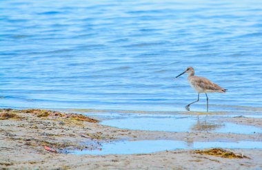 Limon Bay su rezerv Cedar Point çevre Park, Sarasota County Florida, Willet (Tringa semipalmata)