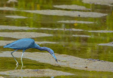 Küçük bir mavi balıkçıl (Egretta caerulea) limon Bay su rezerv Cedar Point çevre Parkı, Sarasota County Florida ABD içinde