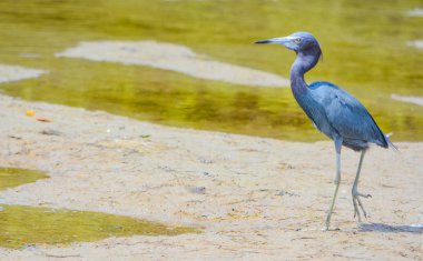 Küçük bir mavi balıkçıl (Egretta caerulea) limon Bay su rezerv Cedar Point çevre Parkı, Sarasota County Florida ABD içinde
