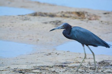 Küçük bir mavi balıkçıl (Egretta caerulea) limon Bay su rezerv Cedar Point çevre Parkı, Sarasota County Florida ABD içinde