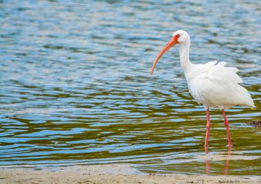 Amerikan AK aynağı limon Bay su rezerv Cedar Point çevre Park, Sarasota County Florida, gelgit havuzlarında beslenme (Eudocimus albus)
