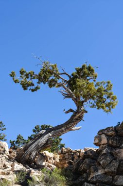 Arizona Abd'deki Grand Canyon Ulusal Parkı'nda, Büyük Kanyon'a bakan bir ağaç