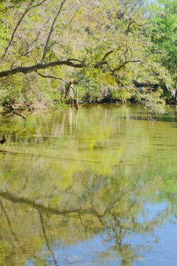 Derin havuzu, Homasassa Springs State Park Homasassa, Florida ABD ile güzel bir nehir