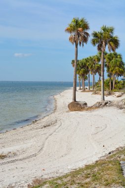 Sahilde piknik Island Park Tampa Bay, Florida ABD üzerinde palmiye ağaçlarının