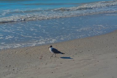 Indian Rocks Beach, Meksika Körfezi, Florida üzerinde gülüyor martı (Leucophaeus Atricilla) olduğunu