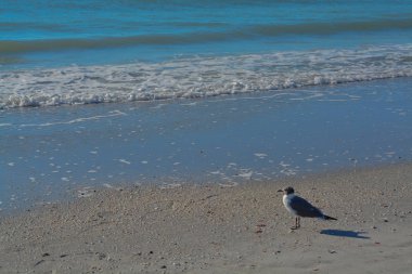 Indian Rocks Beach, Meksika Körfezi, Florida üzerinde gülüyor martı (Leucophaeus Atricilla) olduğunu