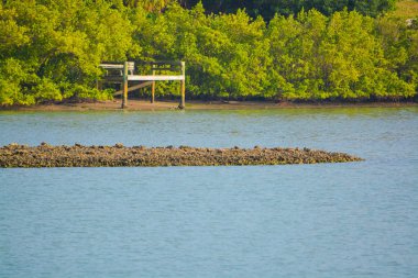 Indian Rocks Beach, Florida ABD iç suyolu mangroves havuzda