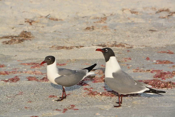 A Laughing Gull (Leucophaeus Atricilla) est sur Indian Rocks Beach, Golfe du Mexique, Floride — Photo