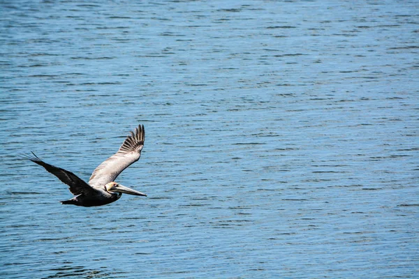 Ein brauner pelikan (pelecanus occidentalis) fliegt über die tampa bucht im philippinenpark in florida. — Stockfoto