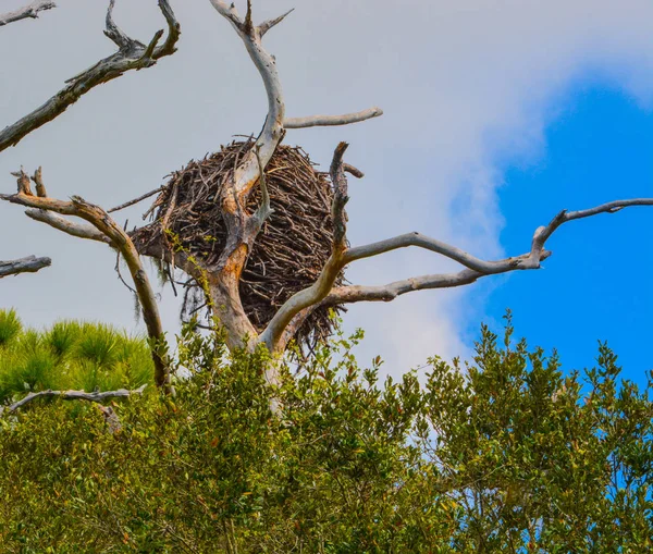 Bald Eagles nest on the top of a tree at Cedar Point Environmental Park in Florida USA