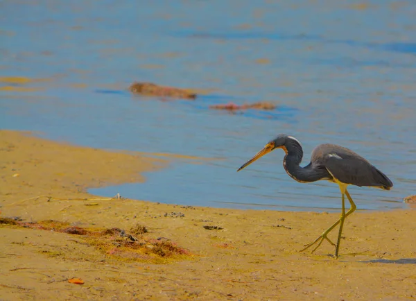 Uma garça tricolor (Egretta tricolor) na Lemon Bay Aquatic Reserve em Cedar Point Environmental Park, Sarasota County Florida — Fotografia de Stock