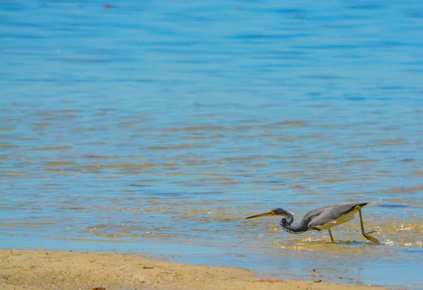 在雪松点环保园，萨拉索塔县佛罗里达柠檬湾水产保护区 Tricolored 苍鹭 （白鹭淳） — 图库照片