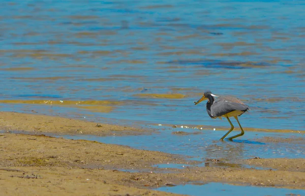 Ένας ερωδιός Tricolored (Egretta τρίχρωμος) στο λεμόνι Bay υδρόβια αποθεματικό στην Cedar σημείο περιβαλλοντικό πάρκο, κομητεία Sarasota Florida — Φωτογραφία Αρχείου