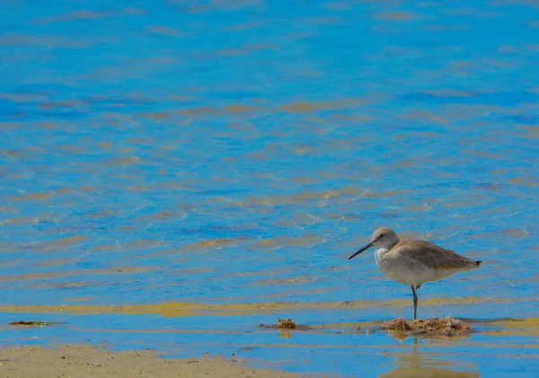 Willet (Glareola semipalmata) na citron Bay vodní rezervy v Cedar Point ekologického parku, Sarasota County Florida — Stock fotografie