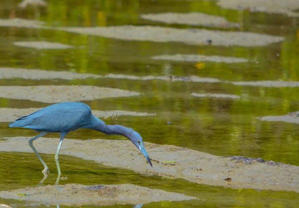 A Little Blue Heron (Egretta caerulea) no Lemon Bay Aquatic Reserve em Cedar Point Environmental Park, Sarasota County Florida EUA — Fotografia de Stock