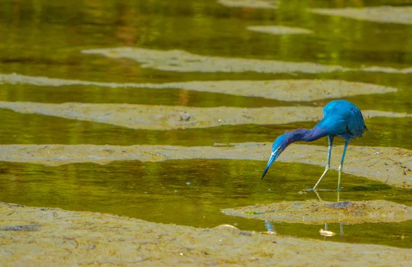 Ένα μικρό μπλε ερωδιός (Egretta caerulea) στο λεμόνι Bay υδρόβια αποθεματικό στην Cedar σημείο περιβαλλοντικό πάρκο, κομητεία Sarasota Φλόριντα των ΗΠΑ — Φωτογραφία Αρχείου
