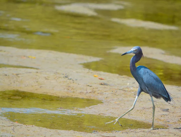 Malá modrá Heron (Egretta modrý) na citron Bay vodní rezervy v Cedar Point ekologického parku, Sarasota County Florida Usa — Stock fotografie