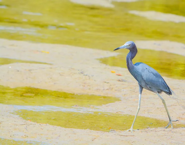 A Little Blue Heron (Egretta caerulea) presso la Lemon Bay Aquatic Reserve nel Cedar Point Environmental Park, Sarasota County Florida USA — Foto Stock