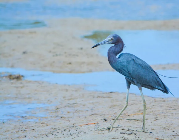 A Little Blue Heron (Egretta caerulea) presso la Lemon Bay Aquatic Reserve nel Cedar Point Environmental Park, Sarasota County Florida USA — Foto Stock